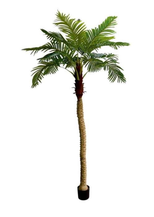 2.4m 15 Leaves Coconut  Palm Plant