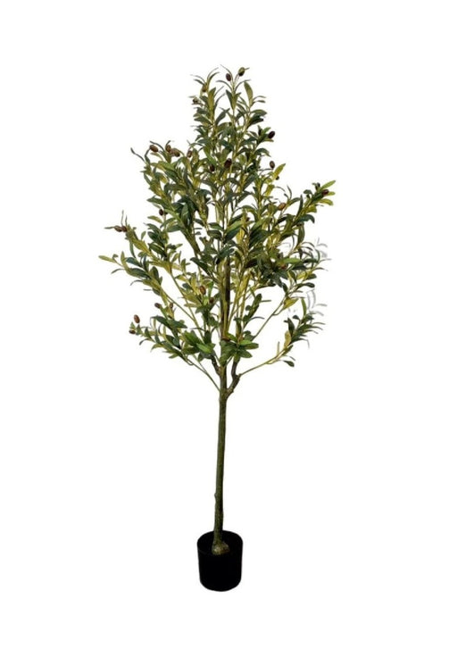 Artificial 1.8m Multistem English Olive  Tree in Pot