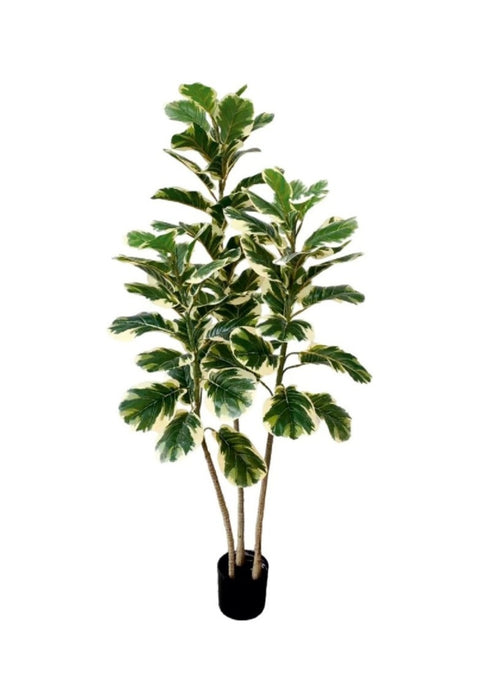 1.5m Vericated Fiddle Leaf  Plant in Pot