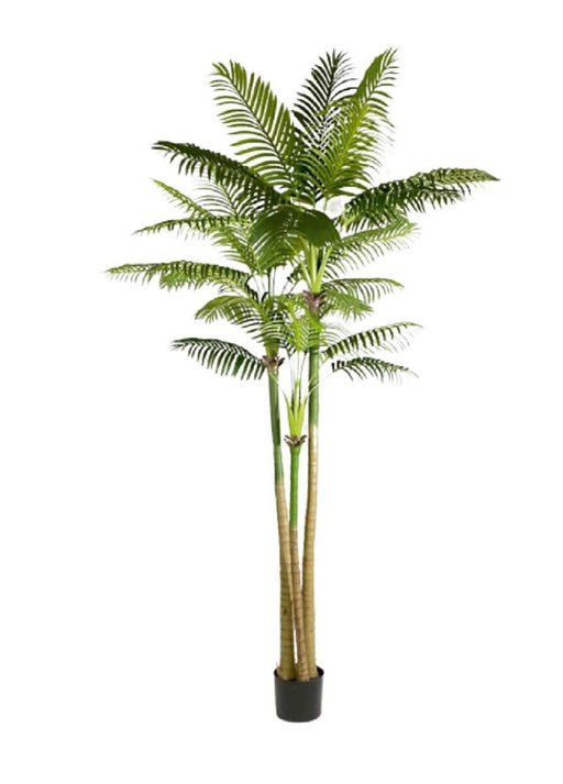 290cm 3 Stem Coconut Palm Plant
