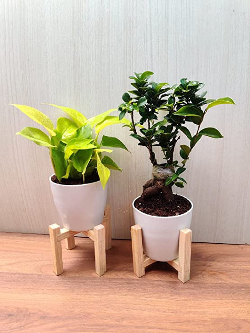Decorative Indoor Plants - Bonsai and Money Plant Combo