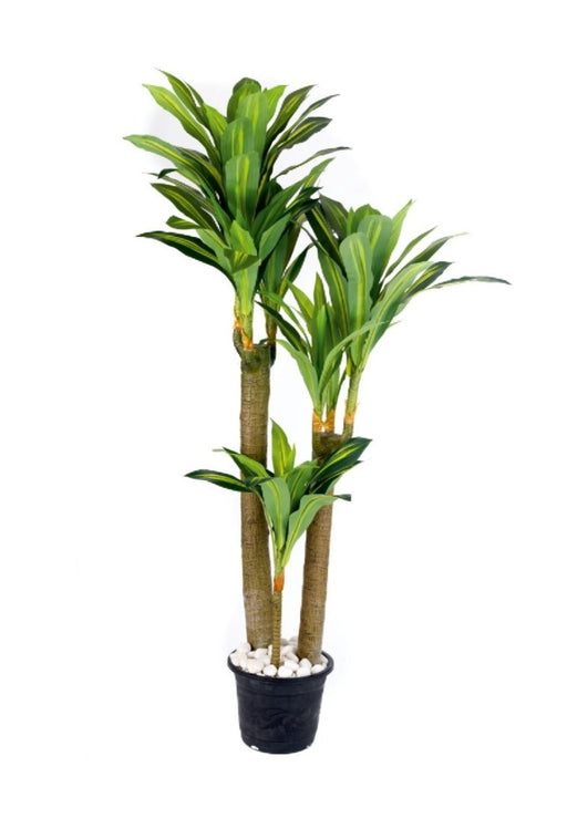 3 Stem 7 in 1 Real Touch Shaded  Dracenna Plant