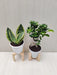 Indoor Plants Combo in Plastic Pots for Home, Office, and Living Room