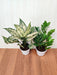  Indoor Plant Set - ZZ Plant and Aglaonema Snow White - Plastic Pots