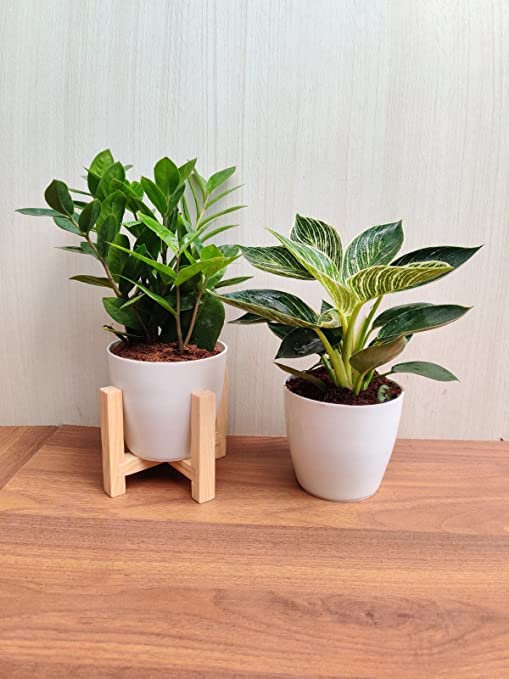  Air Purifying Plants - ZZ Plant & Foliage Philodendron Birkin Combo