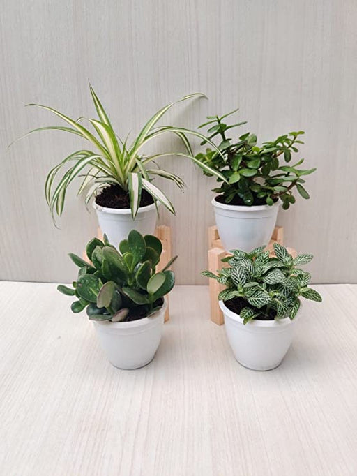 Air Purifying Jade Plant ,  Crassula Ovata Plant, Fittonia Plant & Cholrophytum Comosum Plant  in Plastic Pot 