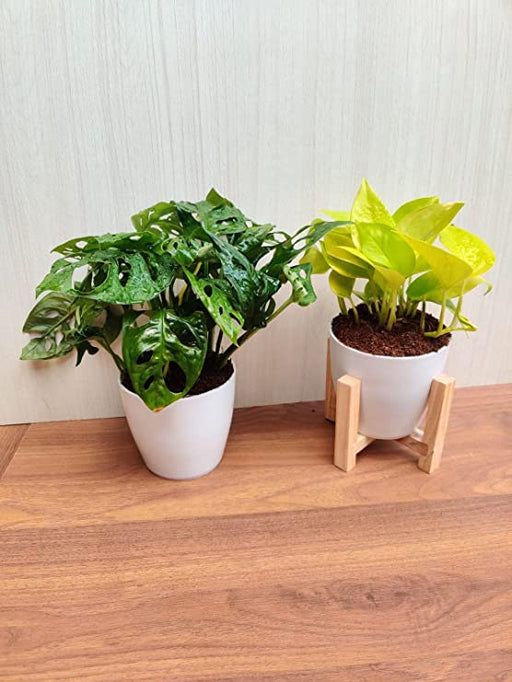 Air Purifying Plant Set - Monstera and Money Plant with Plastic Pots
