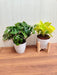  Golden Money Plant in Plastic Pot for Air Purification