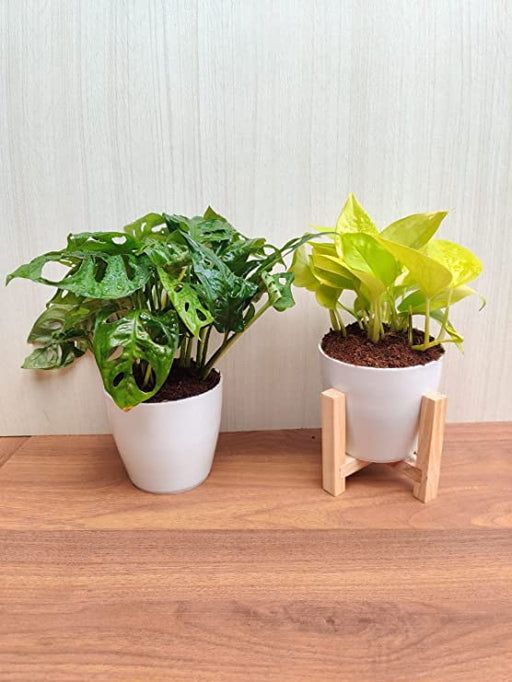 Indoor Plant Combo - Monstera and Money Plant in Plastic Pots