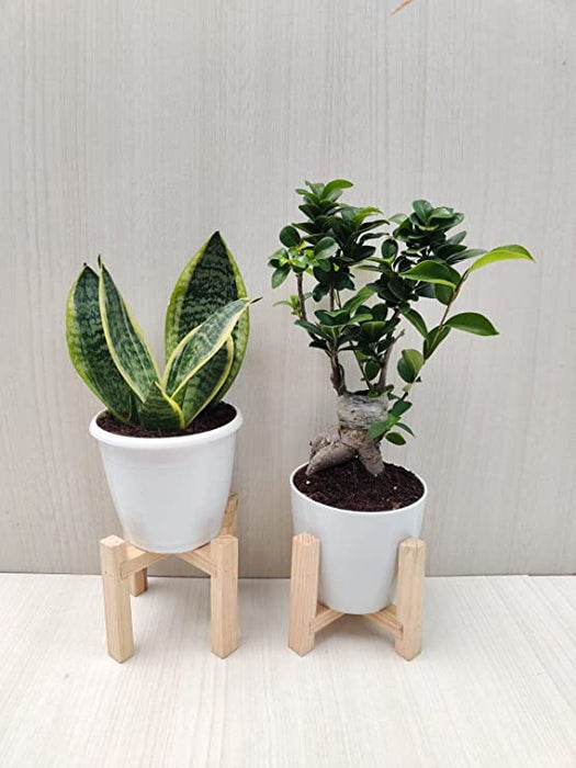 Combo of Bonsai Plant and Snake Plant 
