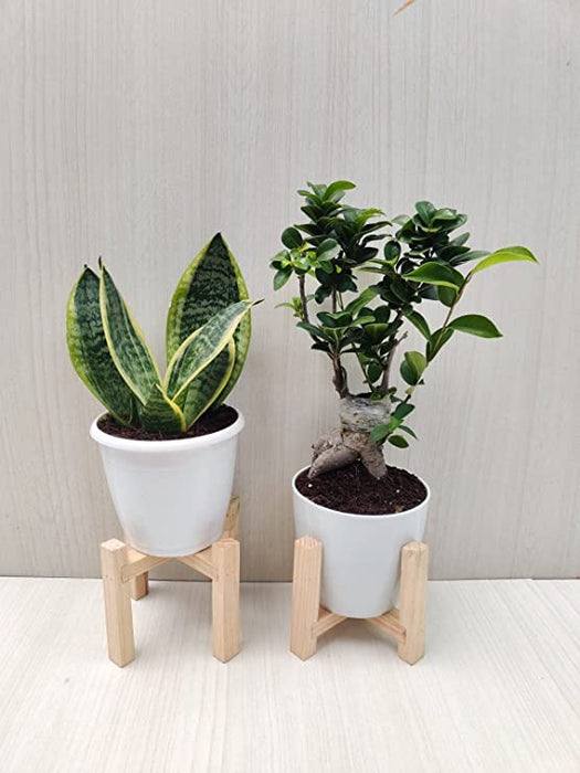 bonsai sansevieria Bonsai Plant and Snake Plant Combo