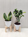 Combo of Bonsai Plant and Snake Plant 