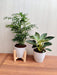 Indoor Plant Combo: Bamboo Palm and Philodendron Birkin