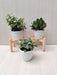 Fittonia Green Plant in Plastic Pot for Office
