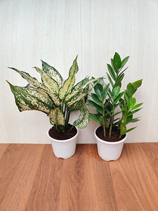 Air Purifying Plant Combo - ZZ Plant and Aglaonema Snow White - Plastic Pots