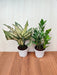 Air Purifying Plant Combo - ZZ Plant and Aglaonema Snow White - Plastic Pots