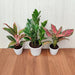 Air Purifying Indoor Plant - COMBO