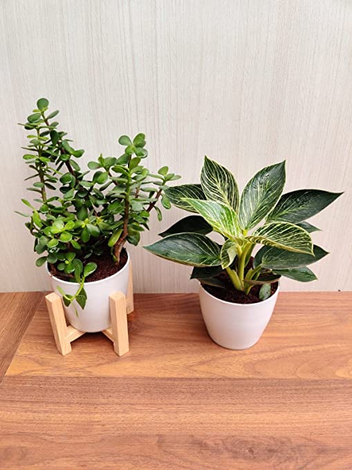 Indoor Plants Combo Pack: Zed Plant & Philodendron Birkin