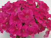 Petunia Success HD Pink Flower Seeds