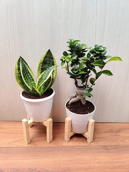 sansevieria bonsai Bonsai Plant and Snake Plant Combo