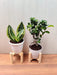 Combo of Bonsai Plant and Snake Plant for Living Room