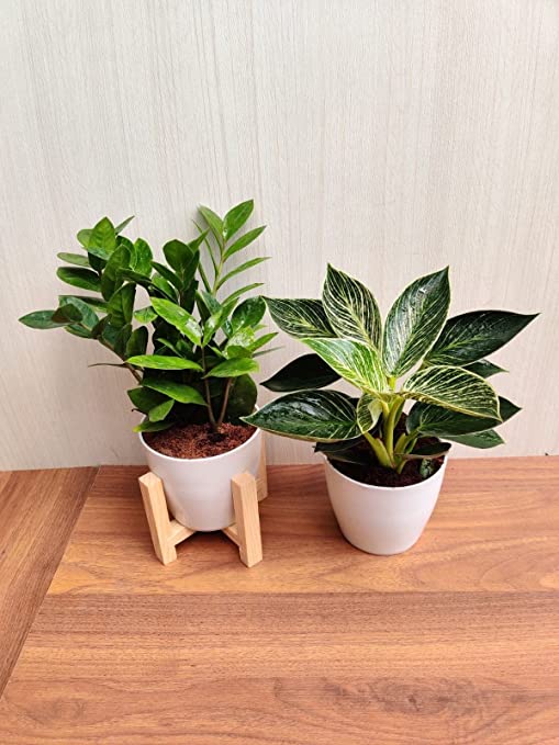 Indoor Plant Combo Pack - ZZ Plant & Foliage Philodendron Birkin for Gifting