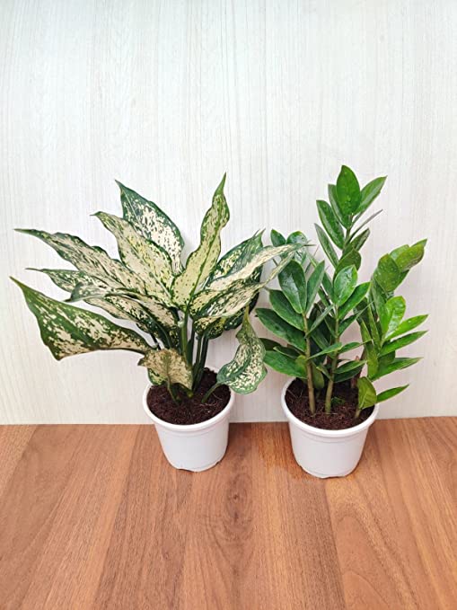 Greenery Combo Pack - ZZ Plant and Aglaonema Snow White - Plastic Pots