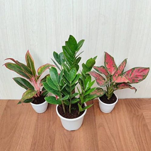 aglaonema air purifying Air Purifying Indoor Plants Combo - ZZ Plant, Red Aglaonema