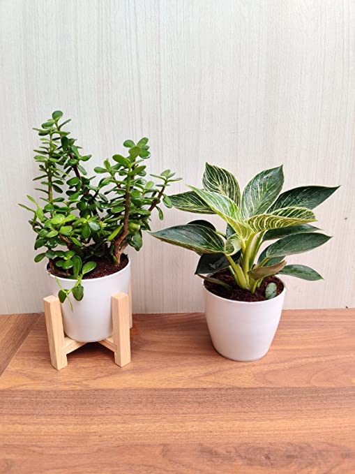 Decorative Plant Set: Zed Plant & Philodendron Birkin for Vibrant Spaces