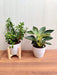 Decorative Plant Set: Zed Plant & Philodendron Birkin for Vibrant Spaces