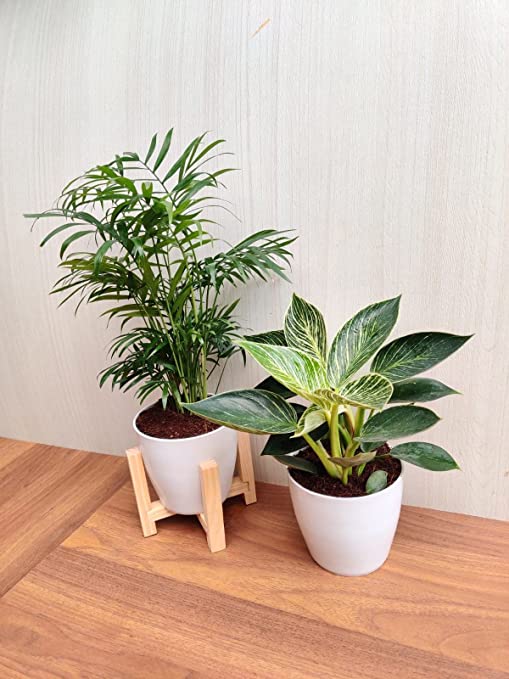Decorative Plants for Home and Office: Bamboo Palm and Philodendron Birkin