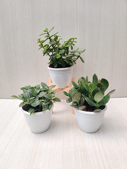 Crassula Ovata Plant Jade Plant, Fittonia Green Plant   in Plastic Pot for Gift