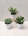 Crassula Ovata Plant Jade Plant, Fittonia Green Plant   in Plastic Pot for Gift