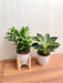 Low Maintenance Indoor Plants - ZZ Plant & Foliage Philodendron Birkin