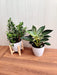 Air Purifying Plant Combo: Zed Plant & Philodendron Birkin