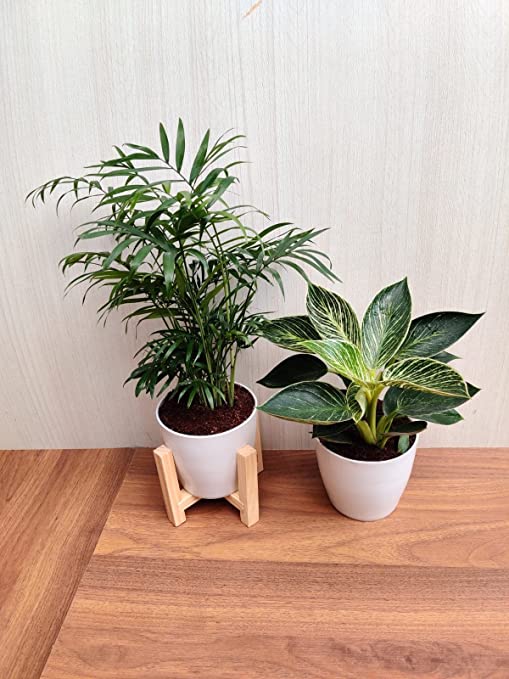 Air Purifying Plant Set with Bamboo Palm and Philodendron Birkin