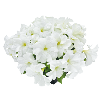Petunia Success HD White Flower Seeds