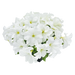 Petunia Success HD White Flower Seeds