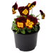 Viola Admire Purple Red Yellow Face Flower Seeds