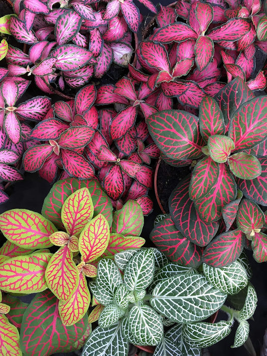 Fittonia Combo Pack of 5  Live Indoor Plant | 10cm Pot