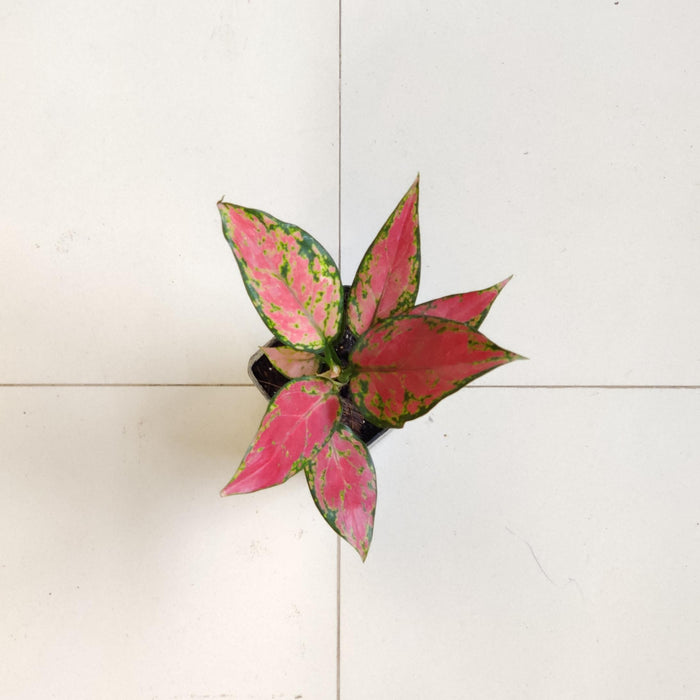 Aglaonema Red Valentine Plant In  7 Cm pot