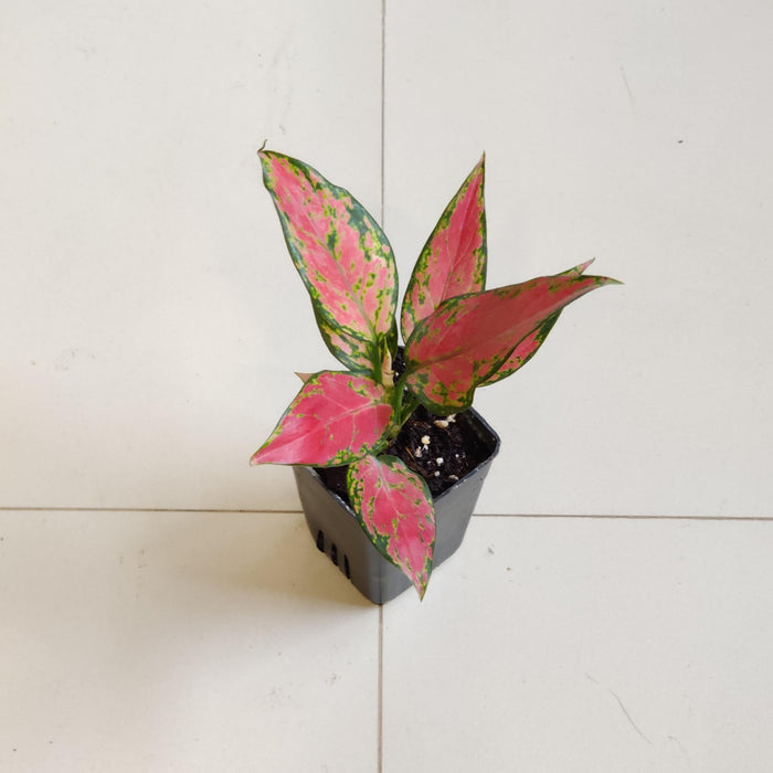 Aglaonema Red Valentine Plant In  7 Cm pot