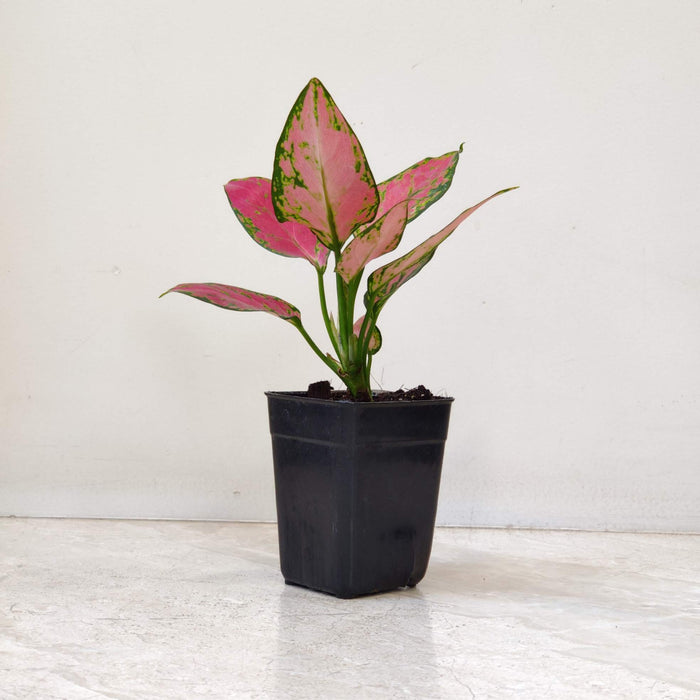 Aglaonema Red Valentine Plant In  7 Cm pot