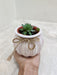 Succulent elegance showcased in an ivory pot