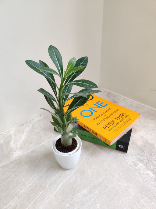 Elegant Adenium plant perfect for corporate gifting