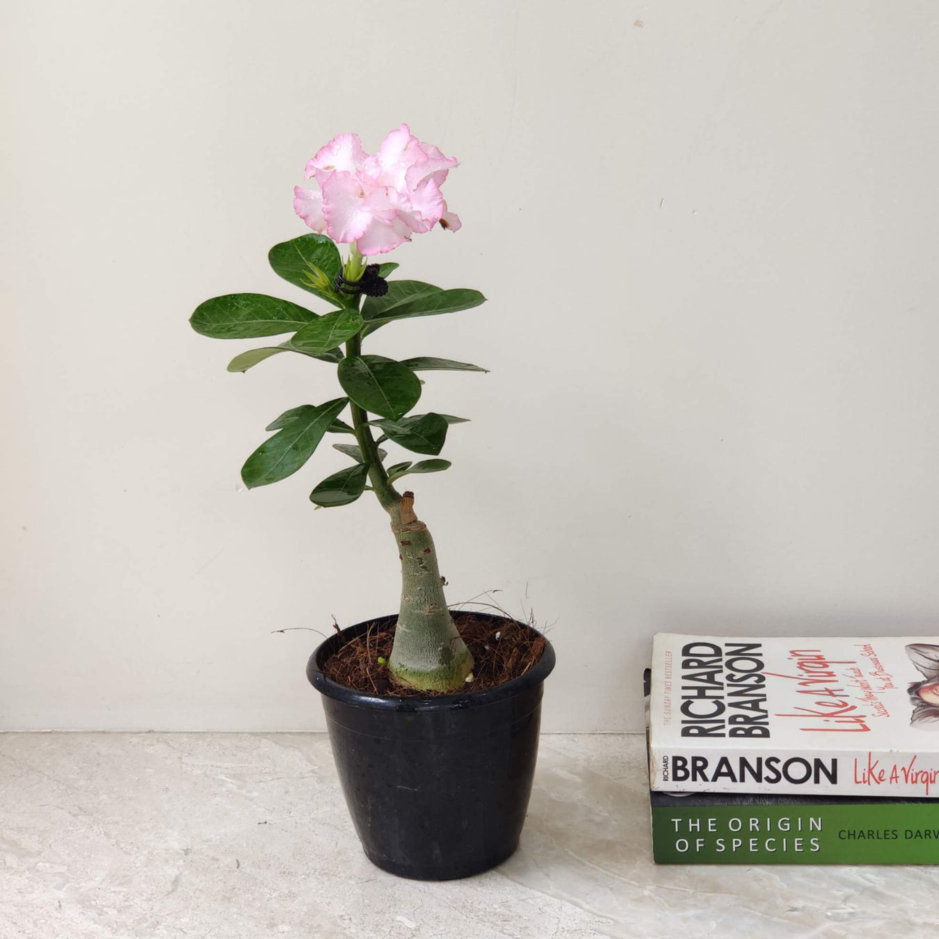 Adenium Plants