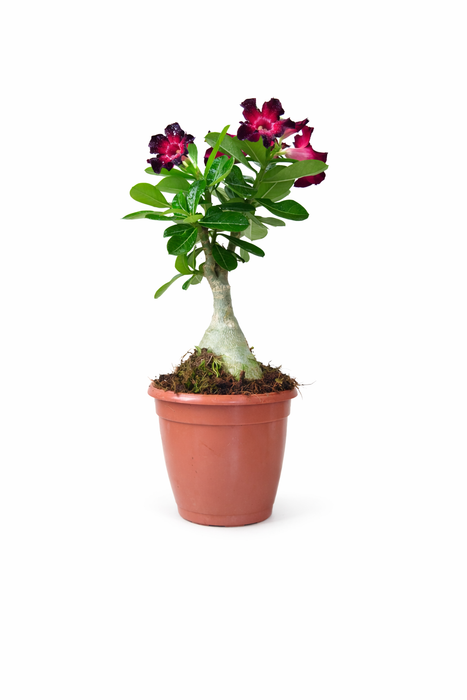 Adenium Plant 12 Cm Pot [ All Mix Colours Available ]
