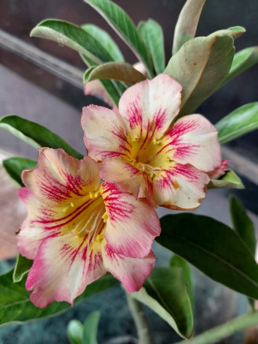 Adenium Plant 12 Cm Pot [ All Mix Colours Available ]