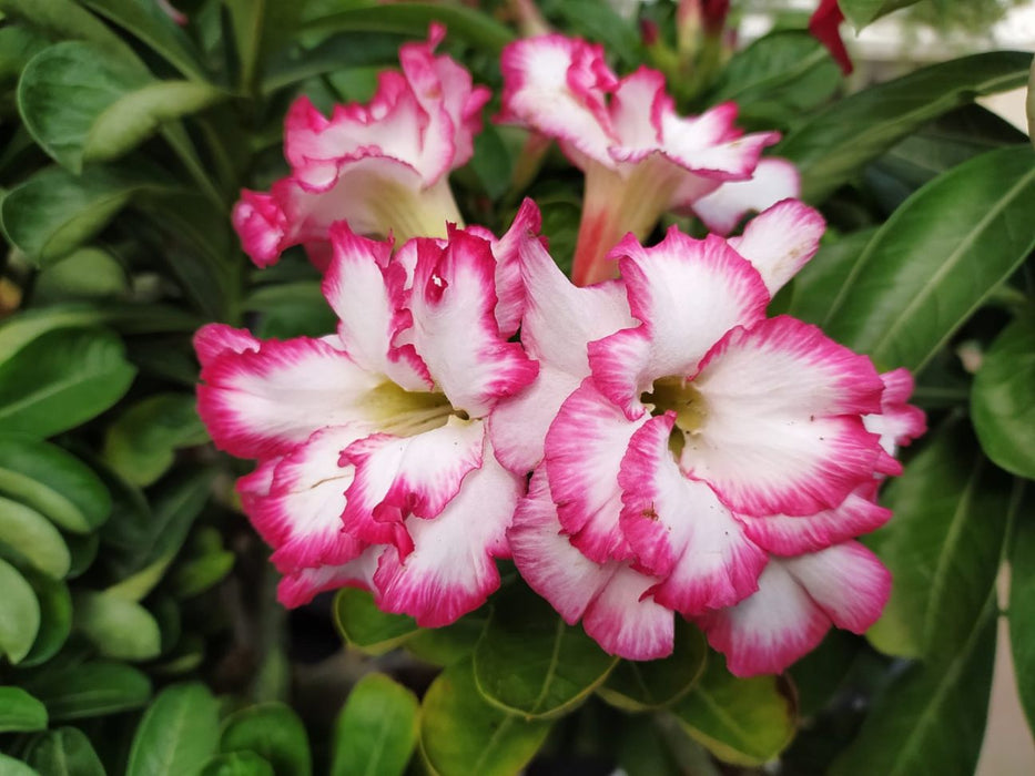 Adenium Plant 12 Cm Pot [ All Mix Colours Available ]