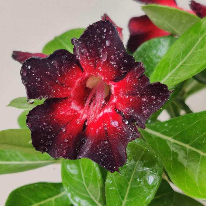 Adenium Plant 12 Cm Pot [ All Mix Colours Available ]